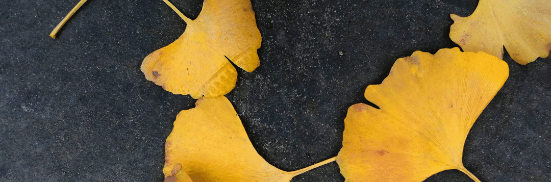 Community Remembrance (Swannanoa)