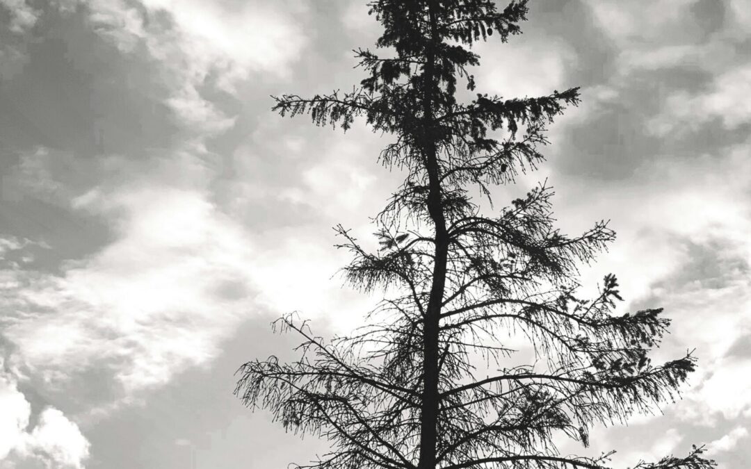 Two Years Later: Acknowledging Helene-Related Trauma & Continued Healing Across WNC