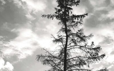 Two Years Later: Acknowledging Helene-Related Trauma & Continued Healing Across WNC